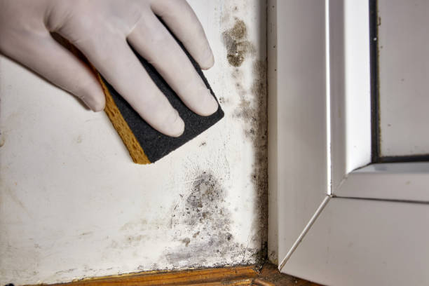 Reliable Forest Grove, OR Mold Removal Solutions